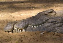 Penjilat Harta di PSSI Bikin Persebayaku Tertidur