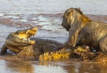 Bangkitnya Rivalitas Sesungguhnya Antara Surabaya-Malang di Atas Lapangan Hijau