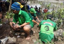 Syukuran Persebaya Liga 1, Bonek Garis Hijau Gelar Penghijauan di Hutan Magrove
